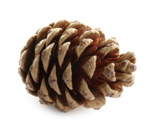 Photo of Beautiful dry pine cone isolated on white