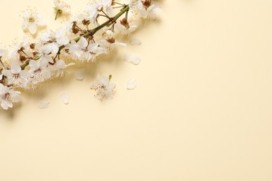 Photo of Cherry tree branch with beautiful blossoms on beige background, flat lay. Space for text