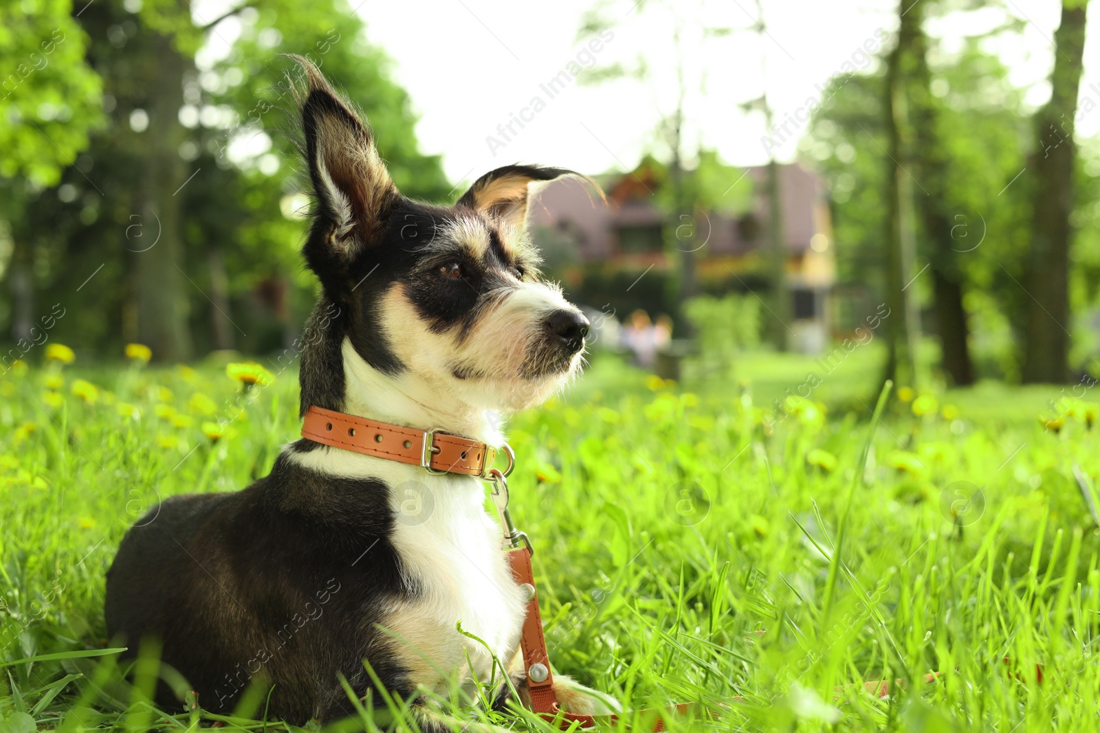 Photo of Cute dog with leash resting on green grass in park, space for text