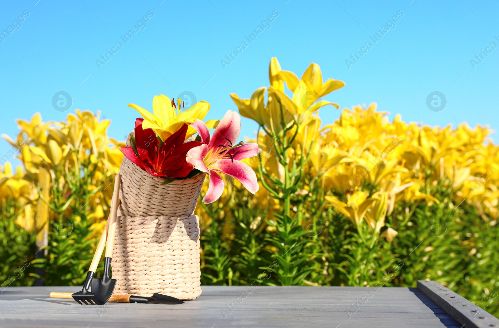 Photo of Beautiful lilies and gardening tools on grey table in flower field. Space for text