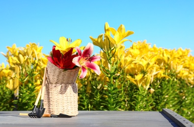 Photo of Beautiful lilies and gardening tools on grey table in flower field. Space for text