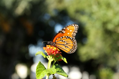Beautiful orange Monarch butterfly on plant outdoors
