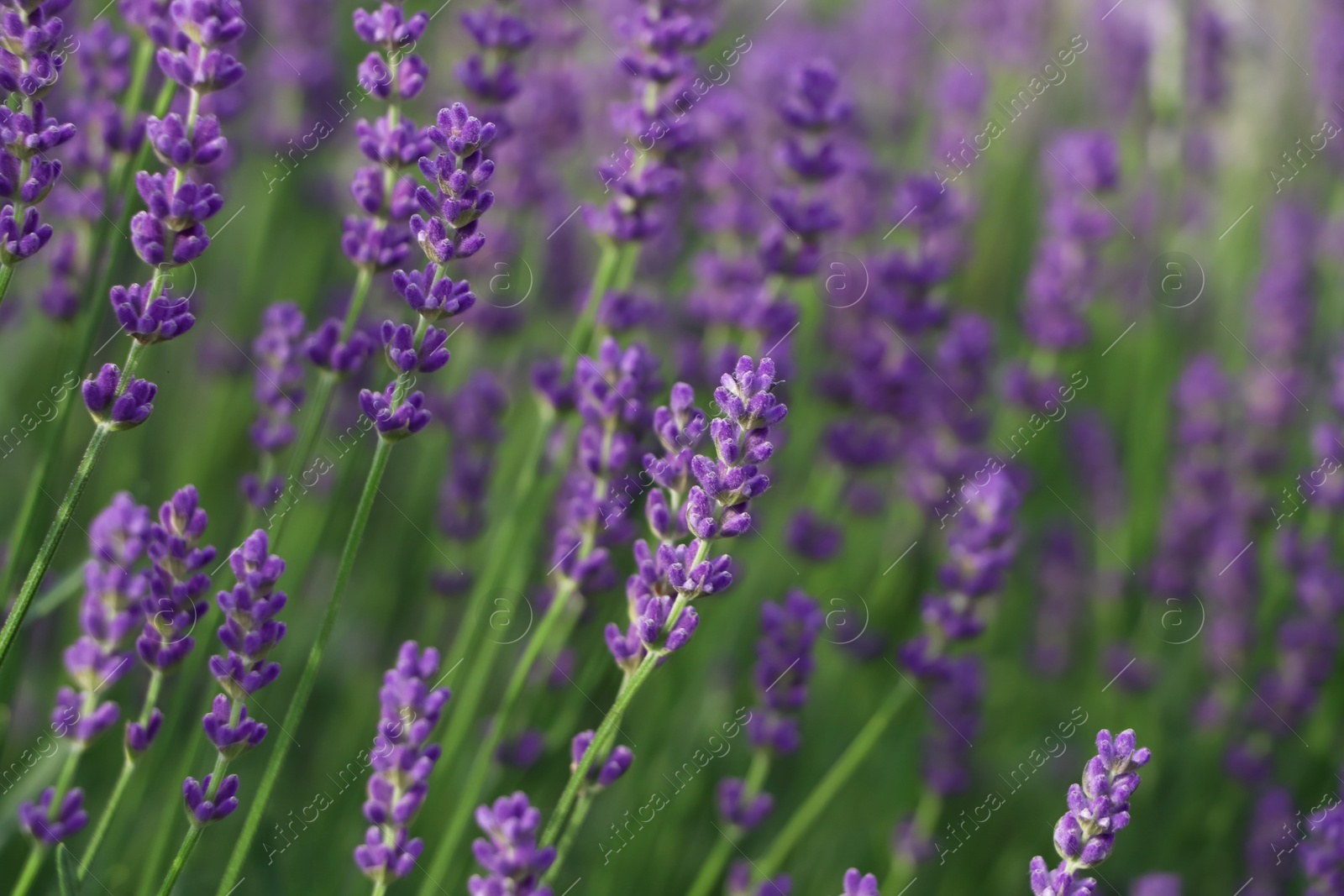 Photo of Beautiful blooming lavender plants in field, closeup