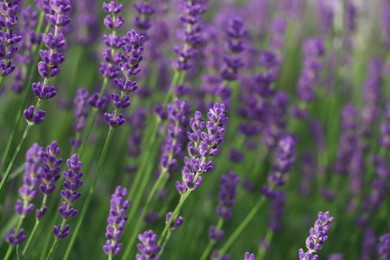 Beautiful blooming lavender plants in field, closeup