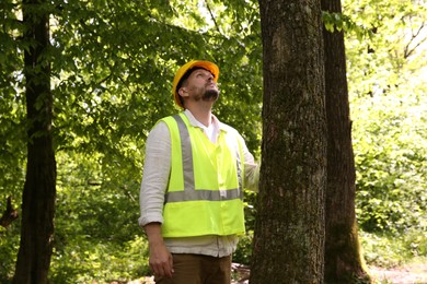 Photo of Forester in hard hat examining tree in forest