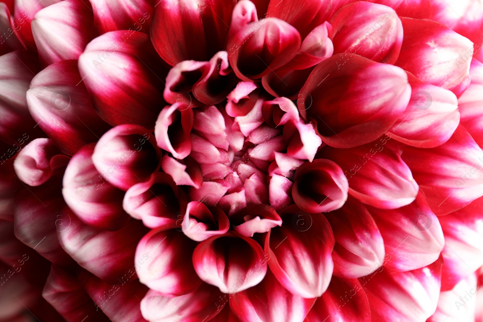 Photo of Beautiful red and white dahlia flower as background, closeup