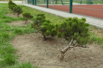 Newly planted young pine trees in park
