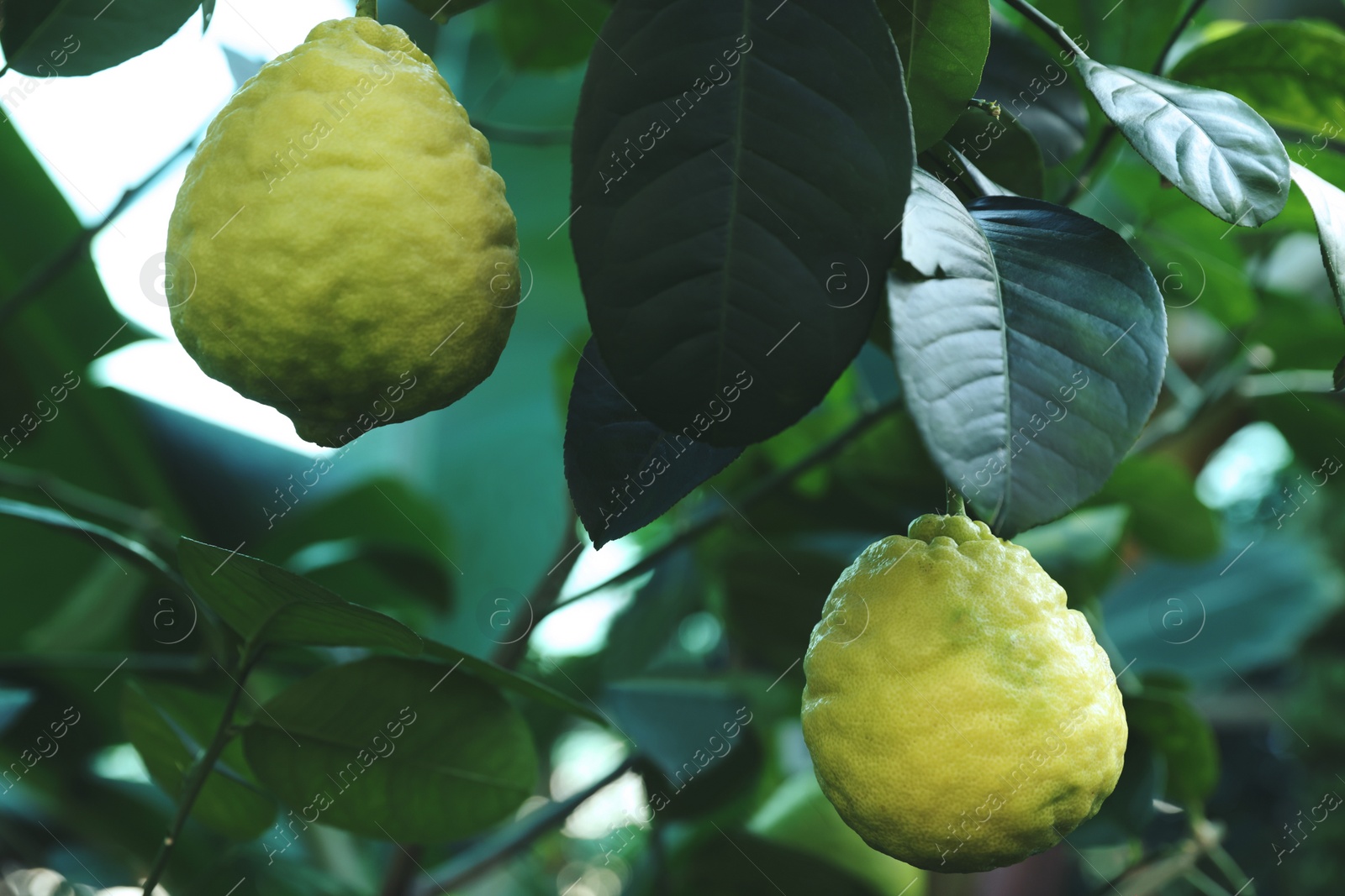 Photo of Unripe lemons growing on tree outdoors, closeup