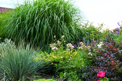 Beautiful green garden with different plants on summer day