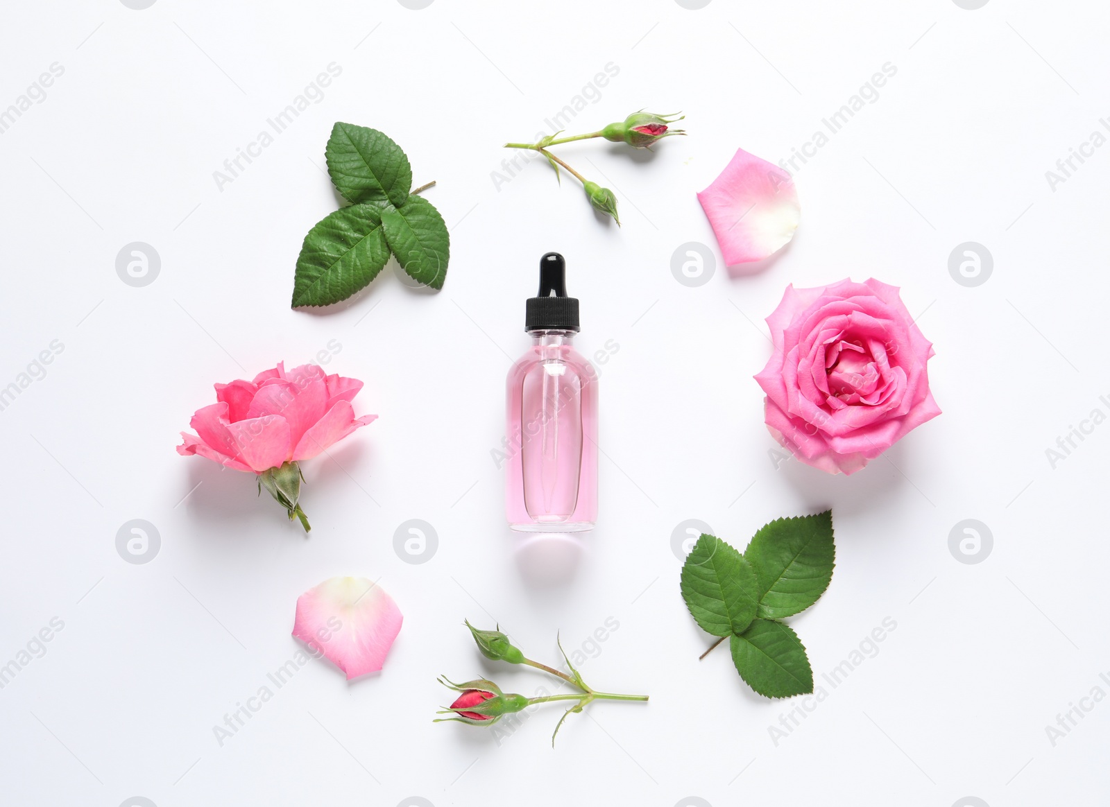 Photo of Composition with rose essential oil and flowers on white background, top view