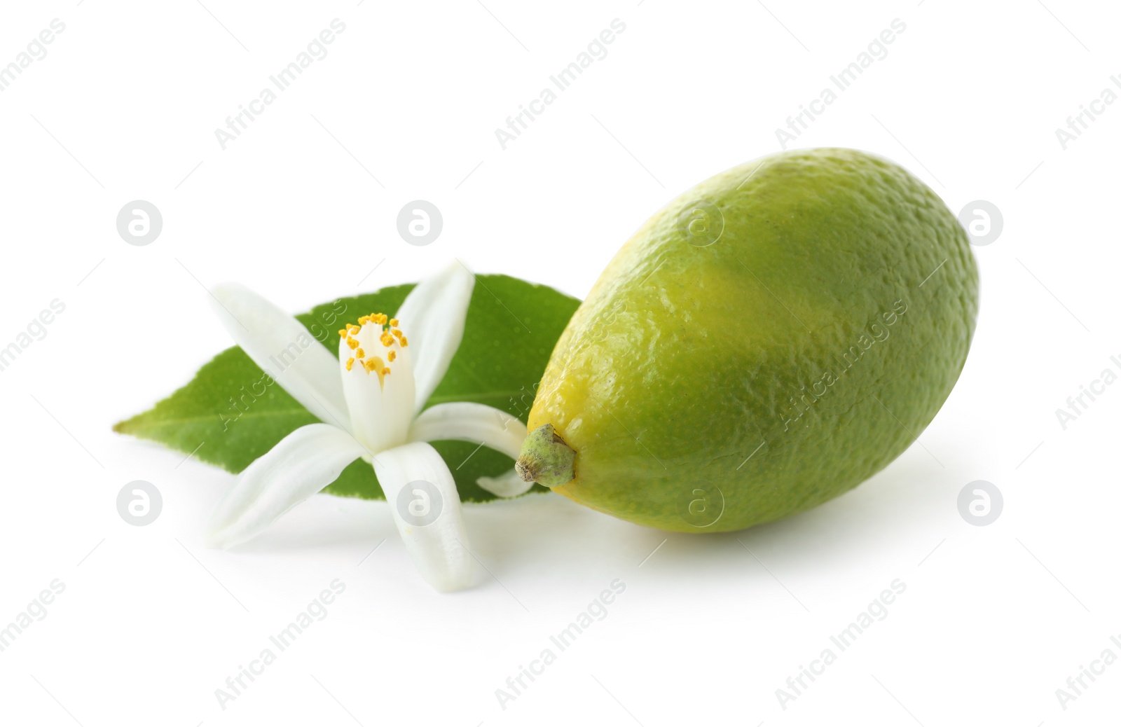 Photo of Ripe citrus fruit and flower on white background