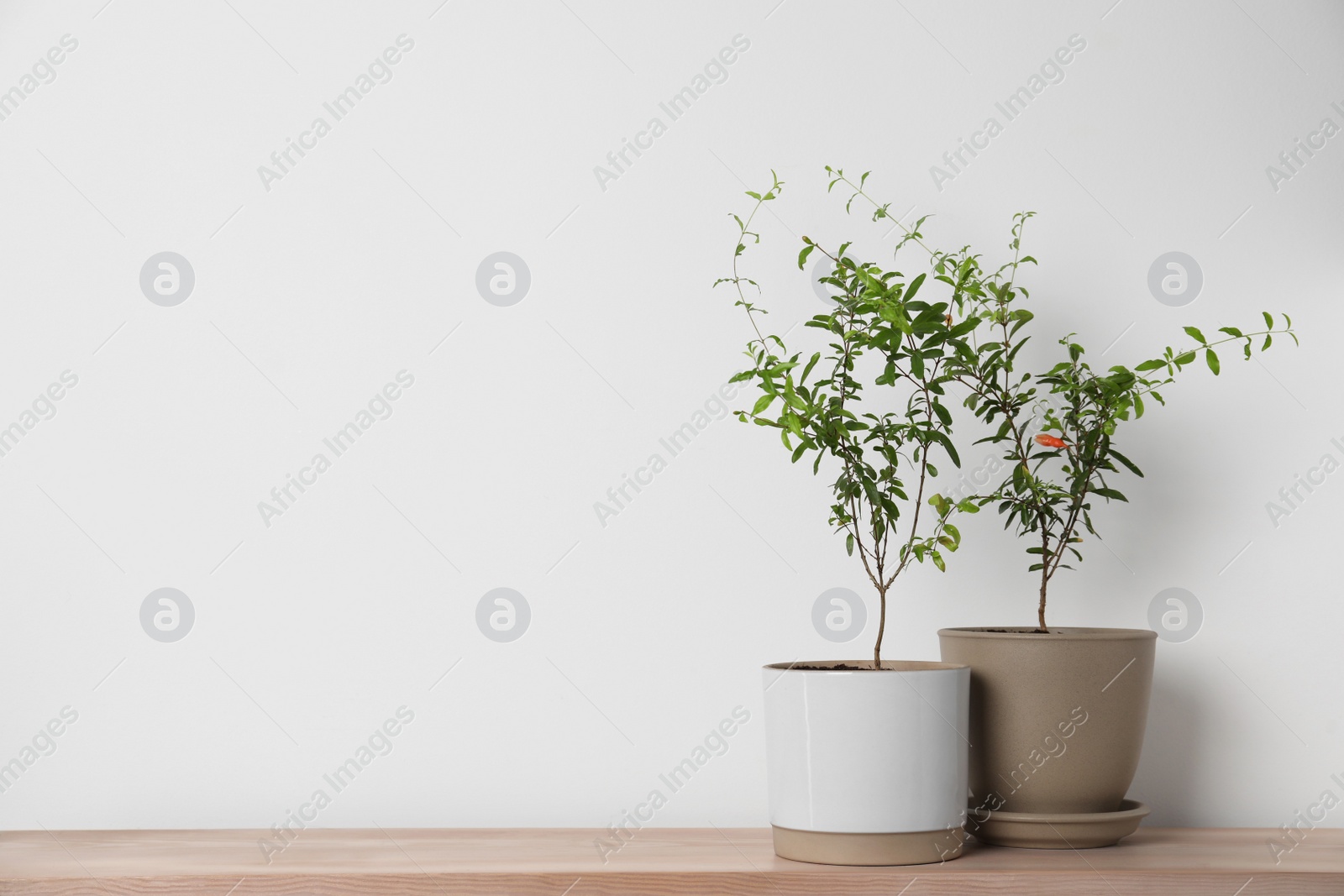 Photo of Pomegranate plants with green leaves in pots on wooden table near white wall, space for text