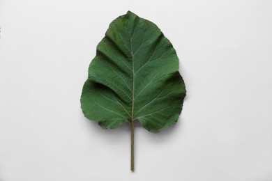 Photo of Fresh green burdock leaf on white background, top view