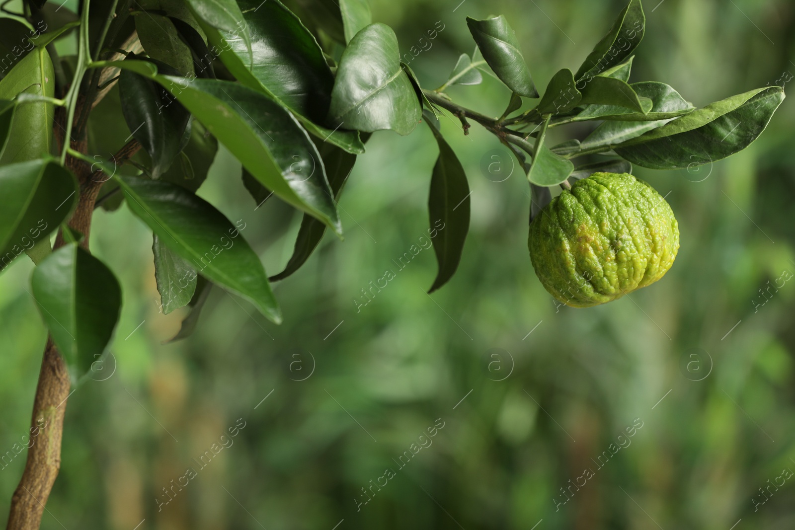 Photo of Closeup view of bergamot tree with fruit outdoors