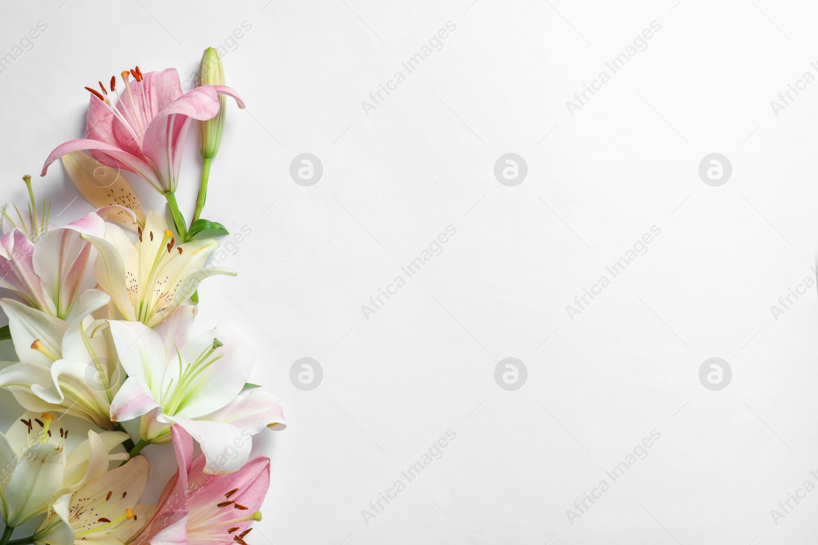 Photo of Composition with beautiful blooming lily flowers on white background