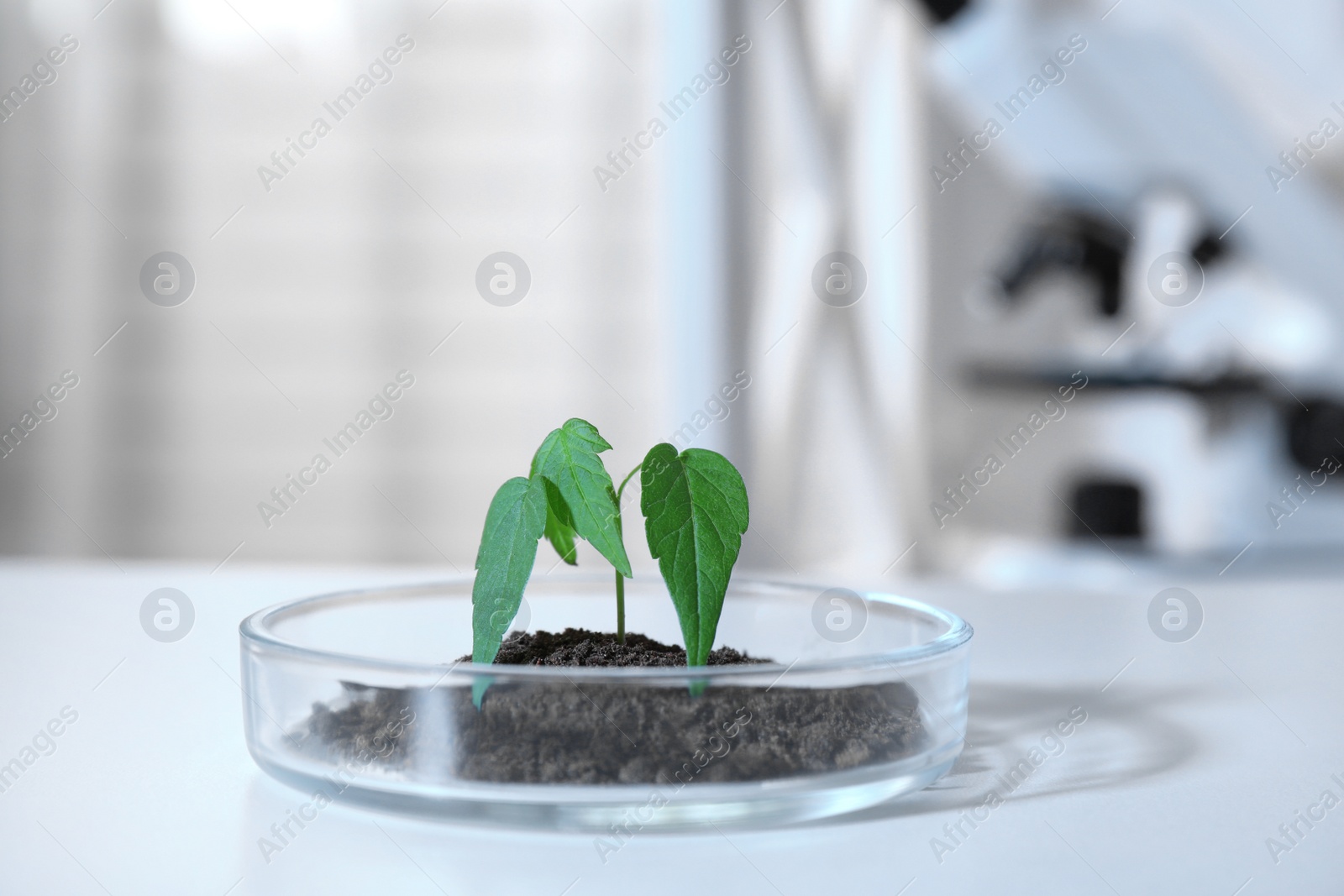 Photo of Green plant in Petri dish on table in laboratory. Biological chemistry