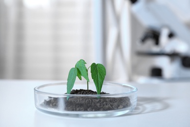 Photo of Green plant in Petri dish on table in laboratory. Biological chemistry