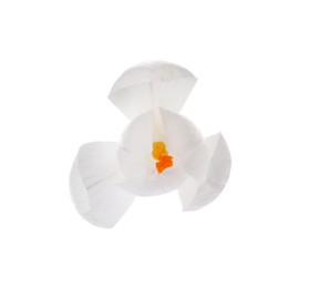 Photo of Beautiful fresh crocus flower isolated on white