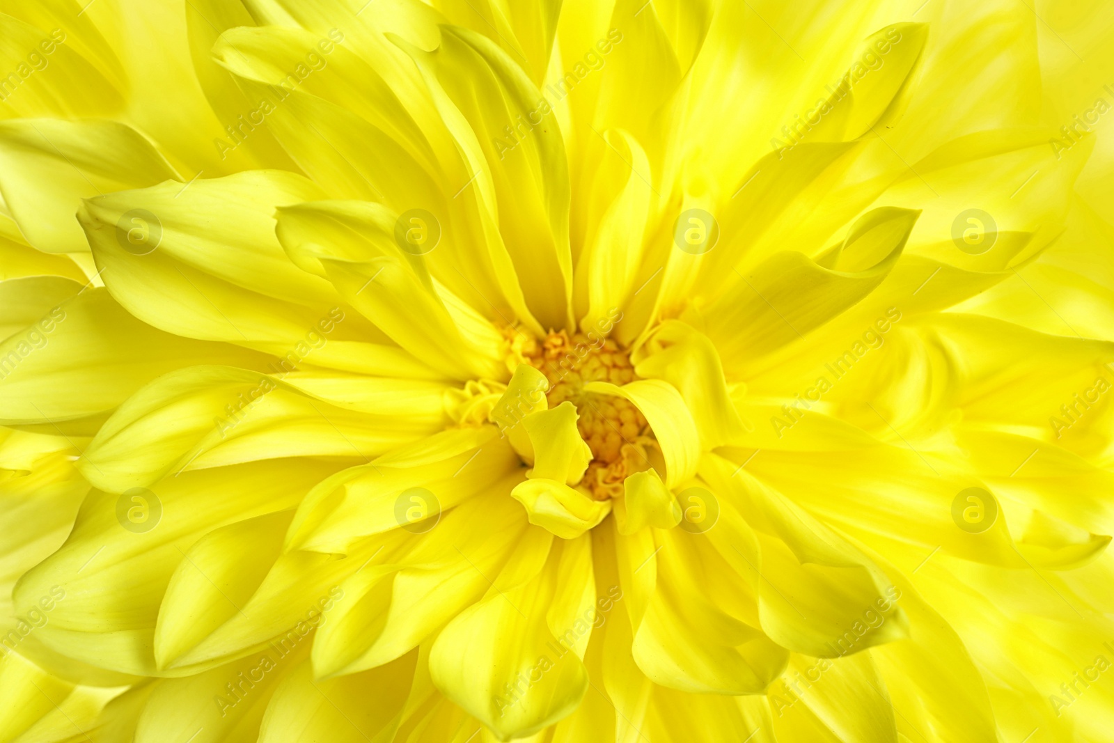 Photo of Beautiful yellow dahlia flower, closeup view. Floral decoration