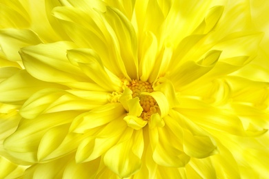 Photo of Beautiful yellow dahlia flower, closeup view. Floral decoration