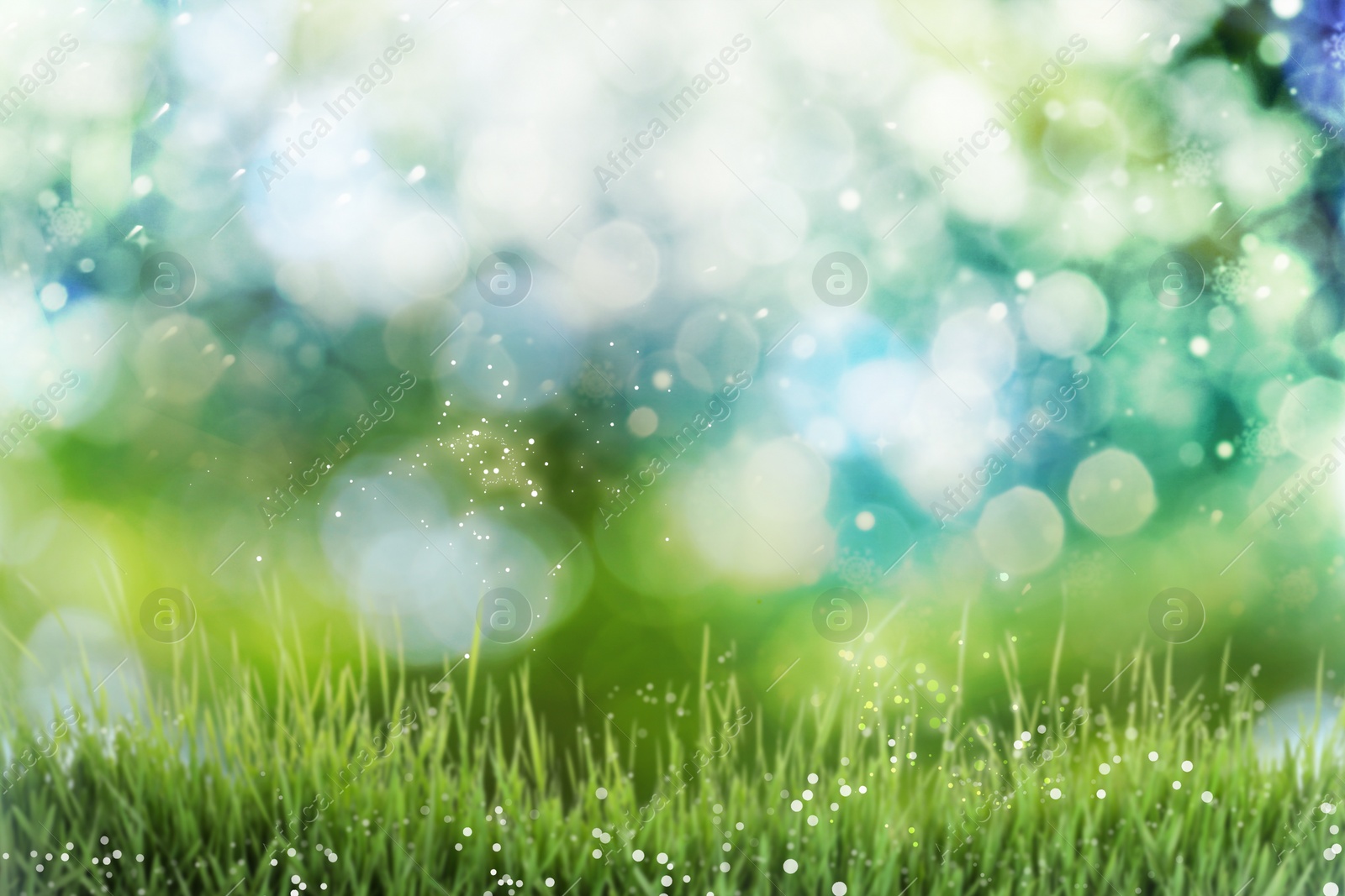 Image of Fresh green grass in meadow on sunny day, bokeh effect
