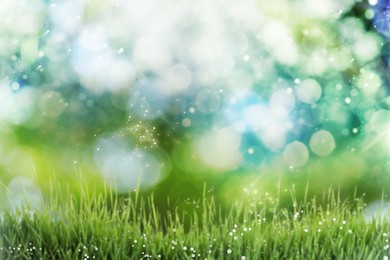 Fresh green grass in meadow on sunny day, bokeh effect