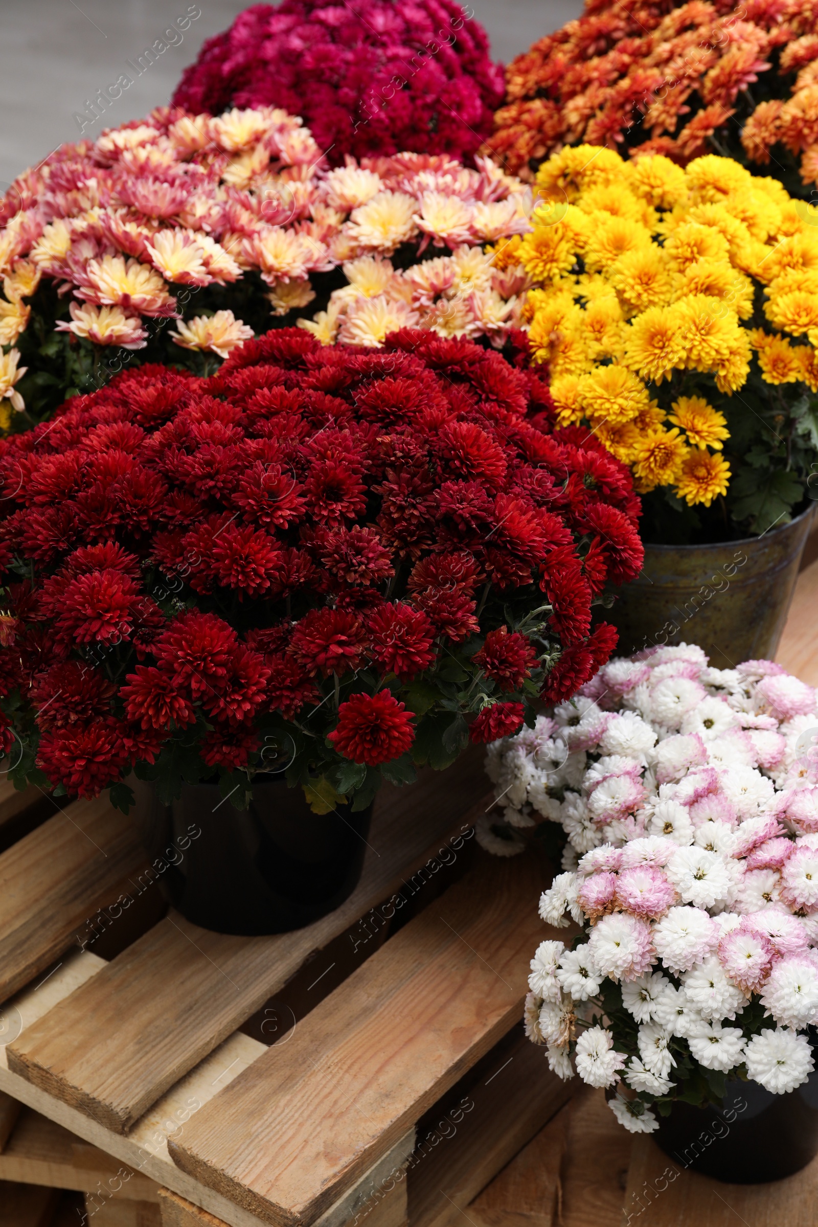 Photo of Beautiful different color Chrysanthemum flowers in pots on wooden pallet