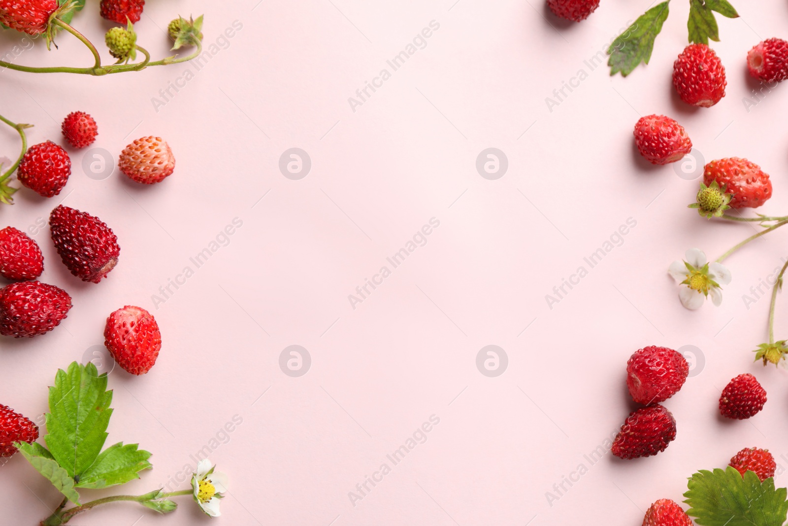 Photo of Many fresh wild strawberries, flowers and leaves on beige background, flat lay. Space for text