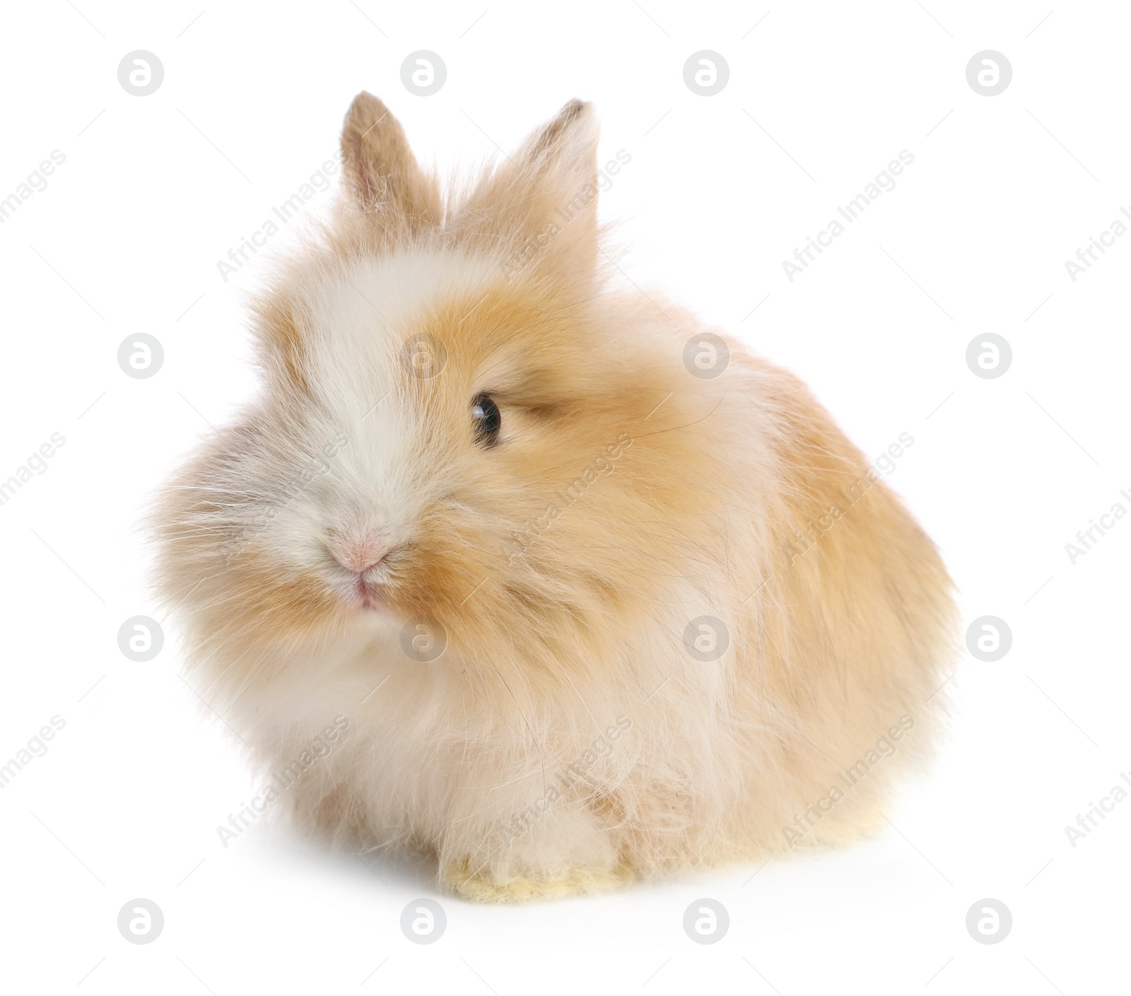 Photo of Cute fluffy pet rabbit isolated on white