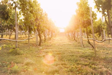 Beautiful view of vineyard with ripe grapes