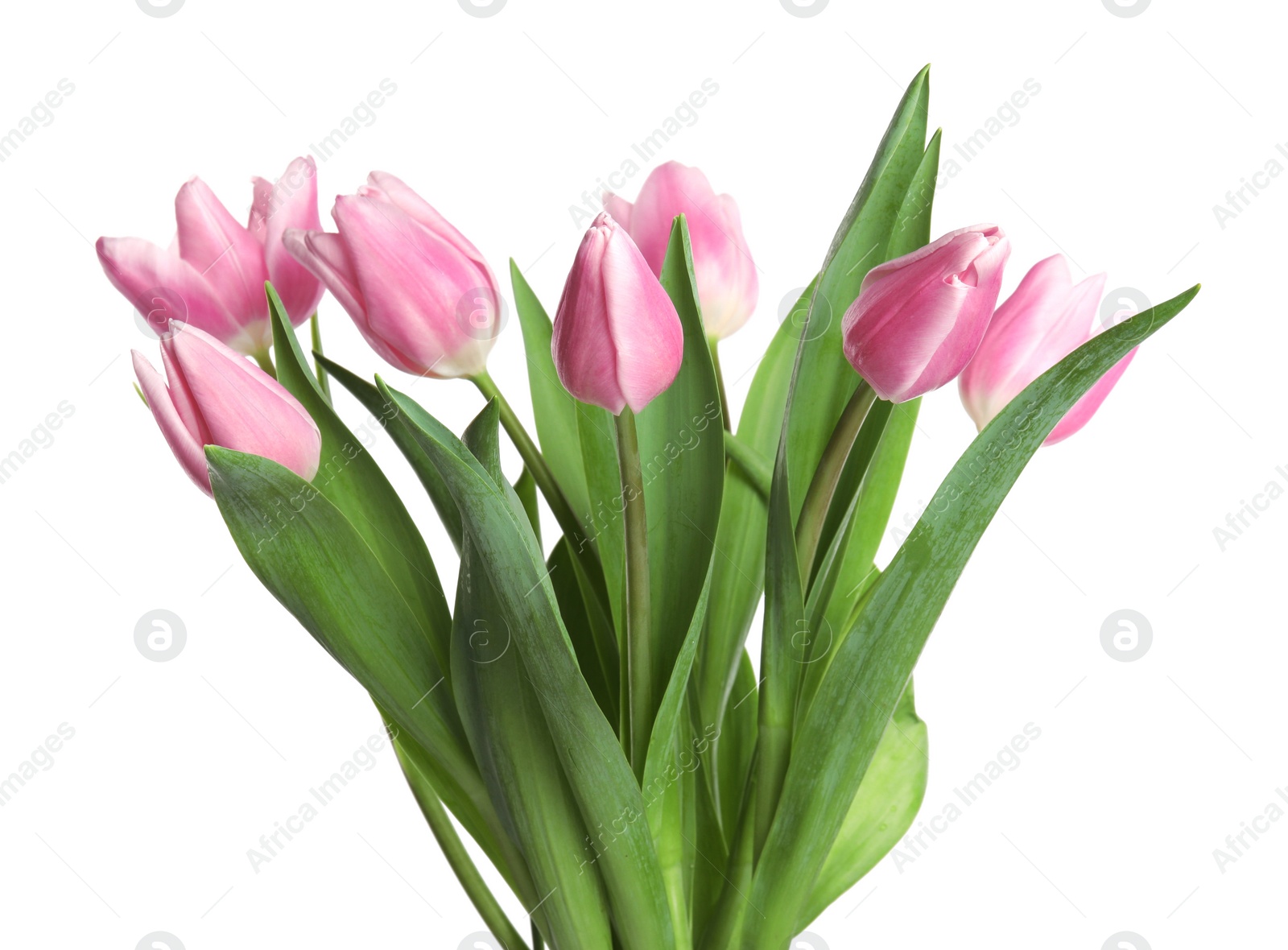 Photo of Beautiful pink spring tulips on white background