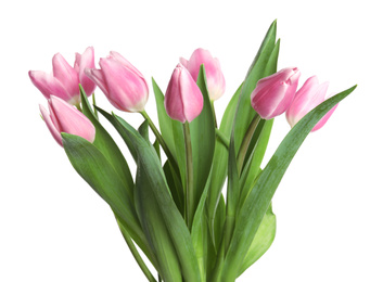 Beautiful pink spring tulips on white background