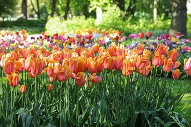 Photo of Many beautiful tulip flowers growing in garden. Spring season
