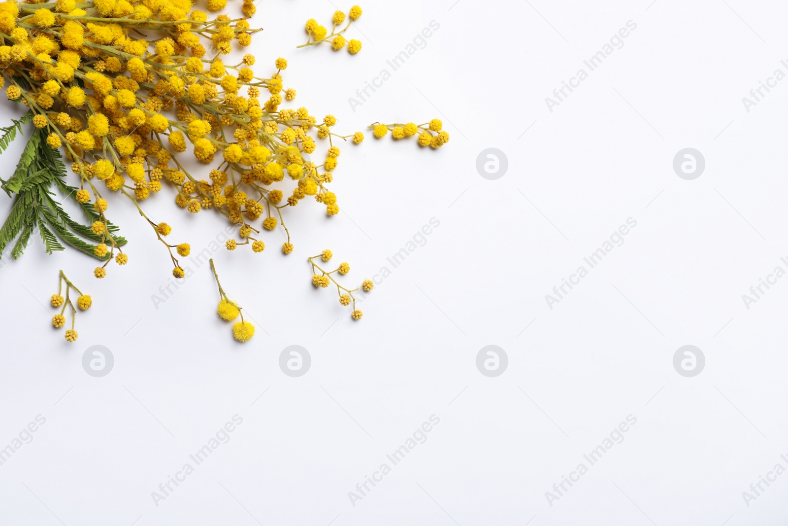 Photo of Beautiful mimosa flowers on white background, top view