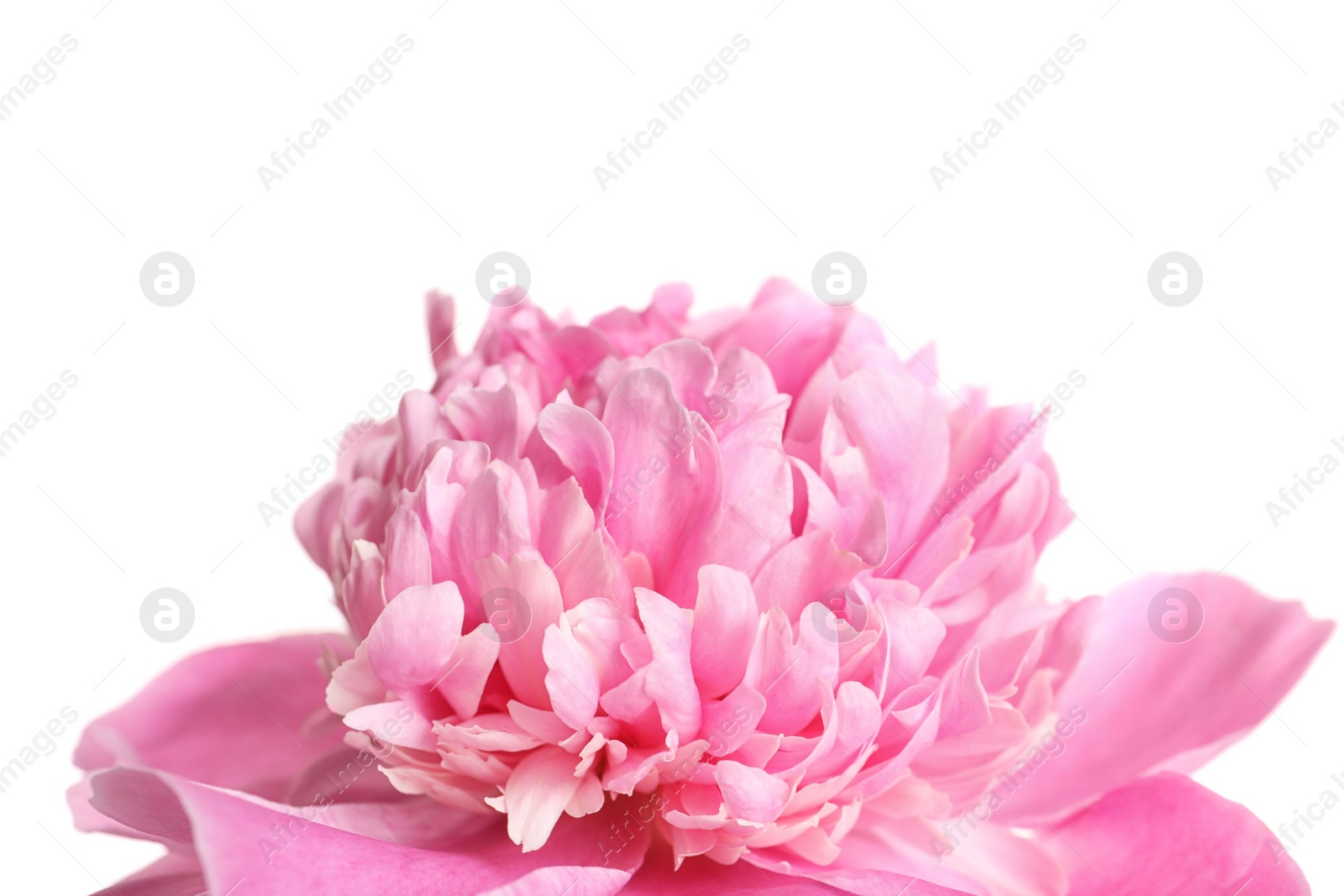 Photo of Beautiful fresh peony flower on white background, closeup