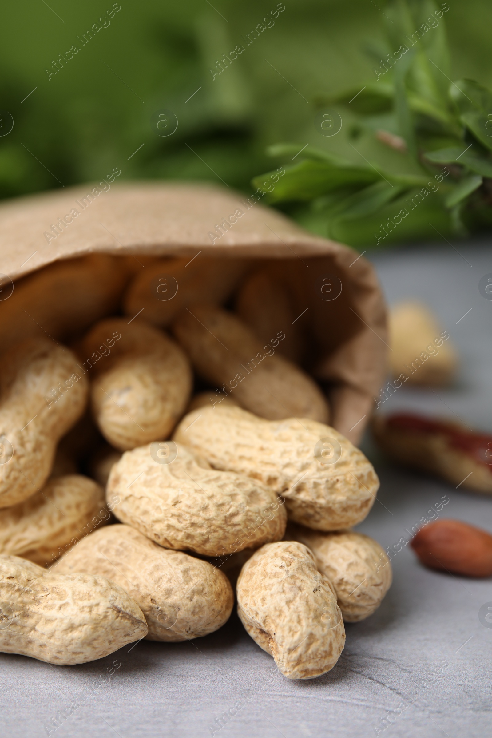 Photo of Paper bag with fresh unpeeled peanuts on grey table against blurred green background, closeup