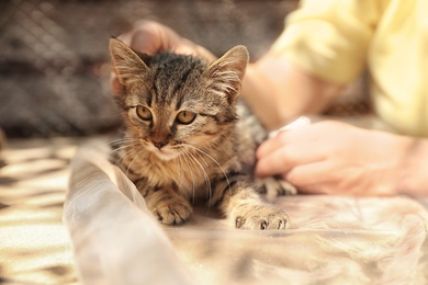 Photo of Woman stroking homeless cat outdoors. Concept of volunteering