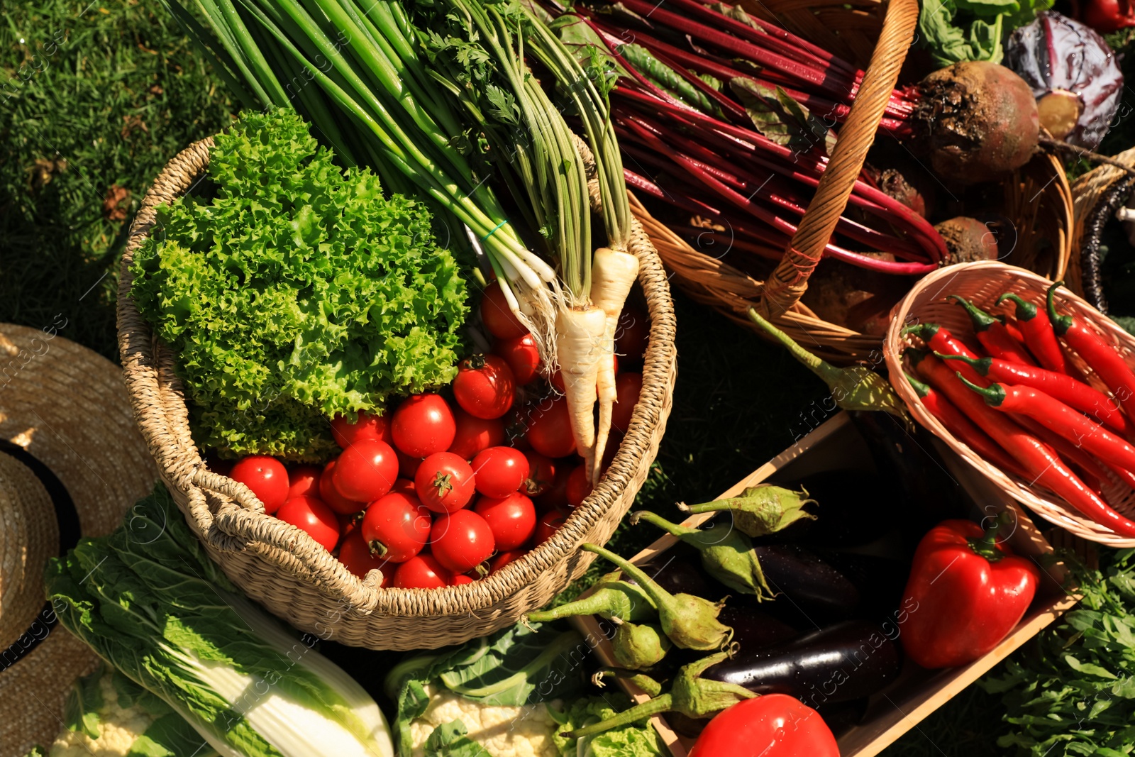 Photo of Different fresh ripe vegetables outdoors on sunny day, above view