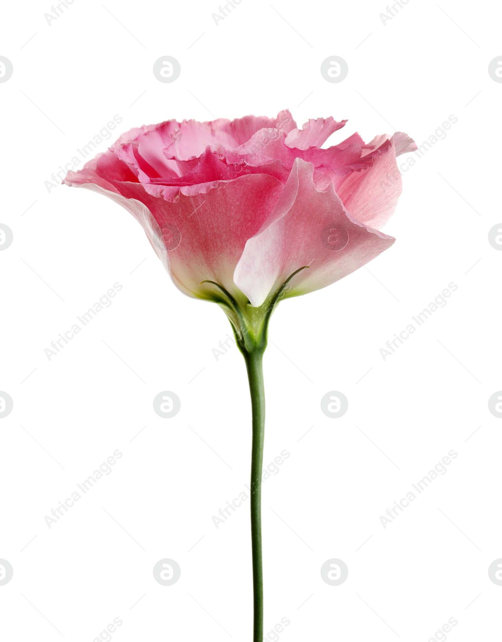 Photo of Beautiful Eustoma flower on white background