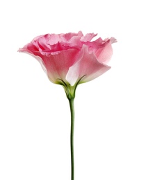 Photo of Beautiful Eustoma flower on white background