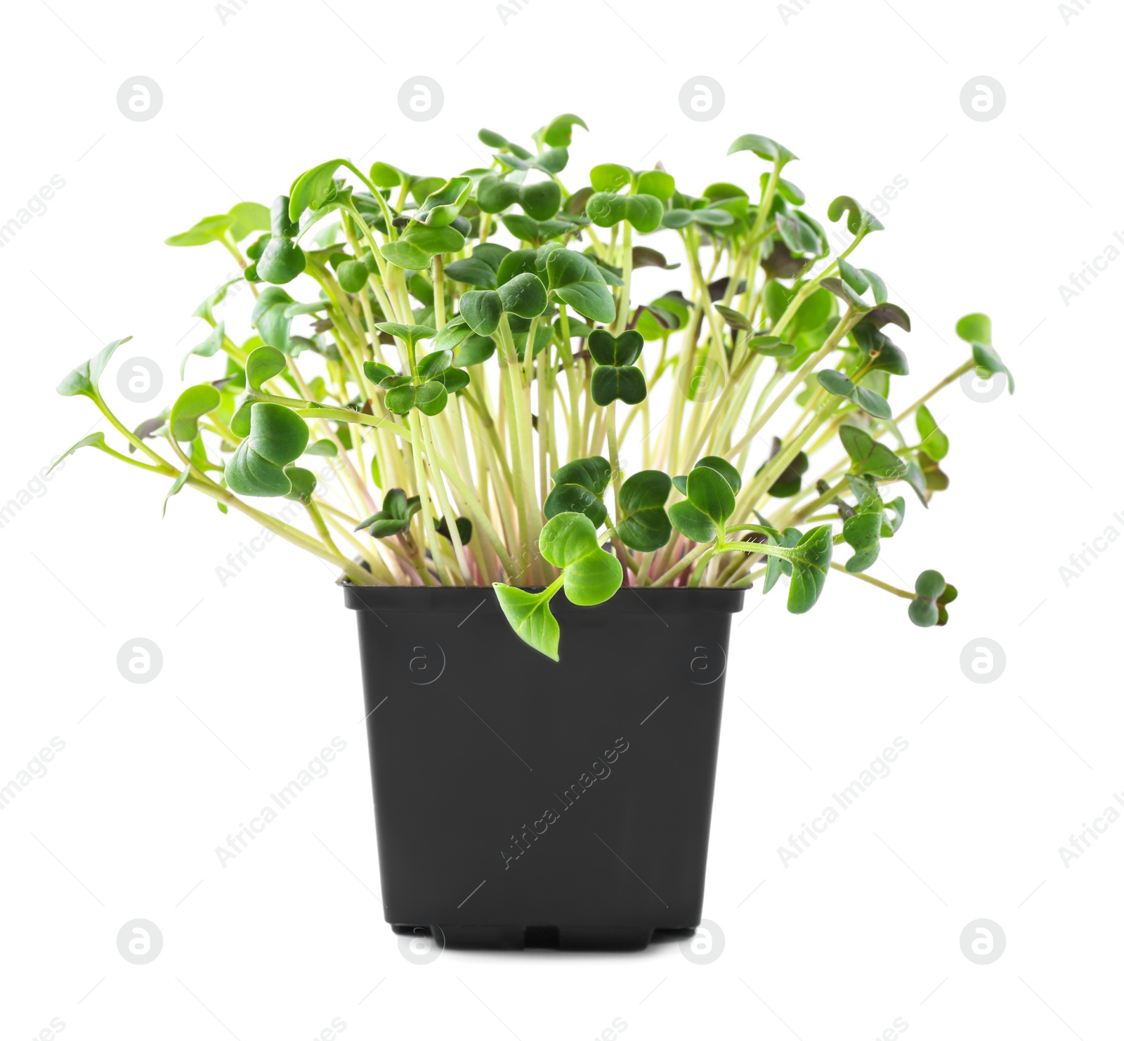 Photo of Fresh organic microgreen in pot on white background