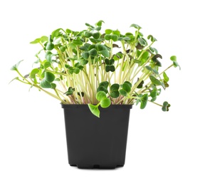 Photo of Fresh organic microgreen in pot on white background