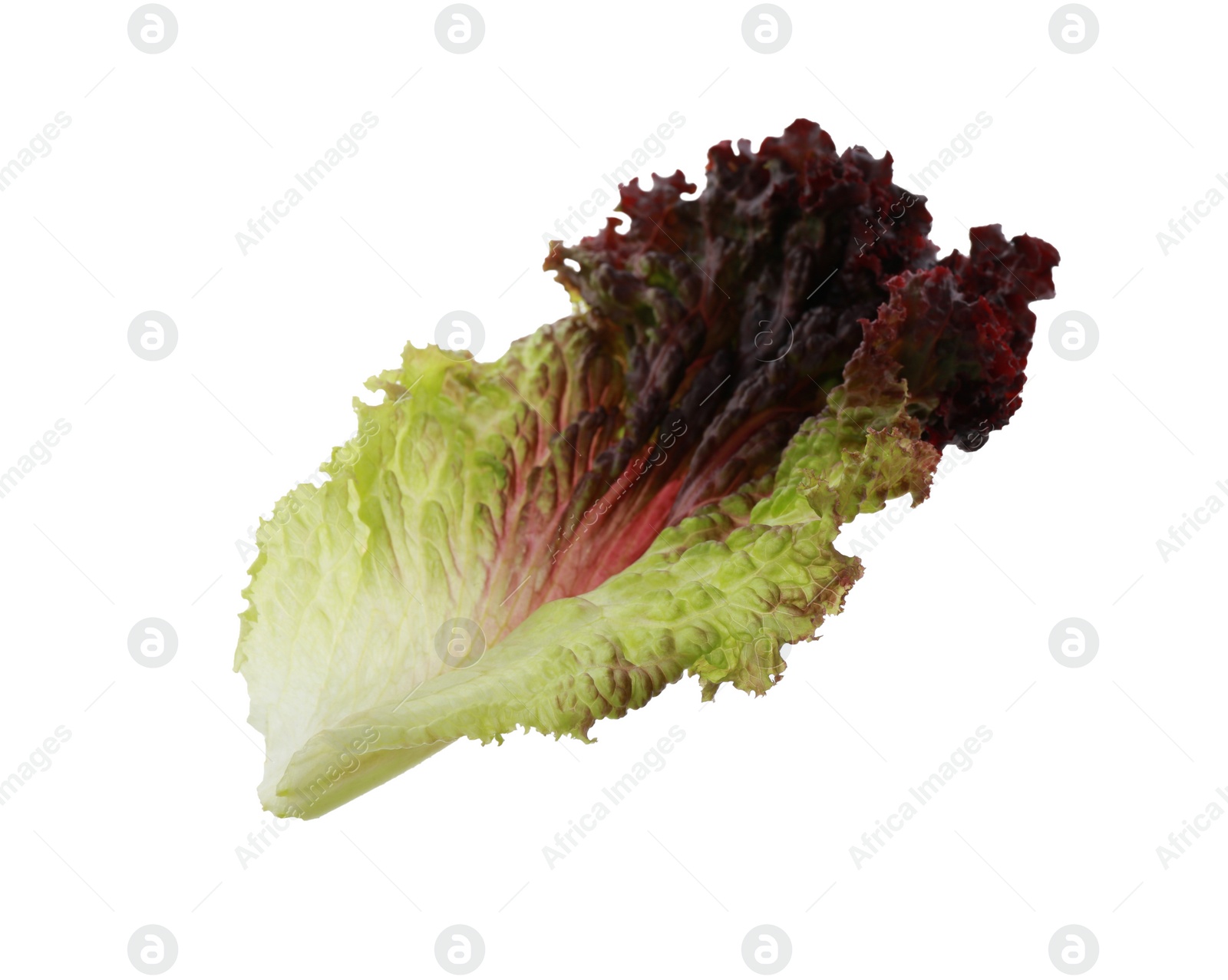 Photo of Leaf of fresh red coral lettuce isolated on white