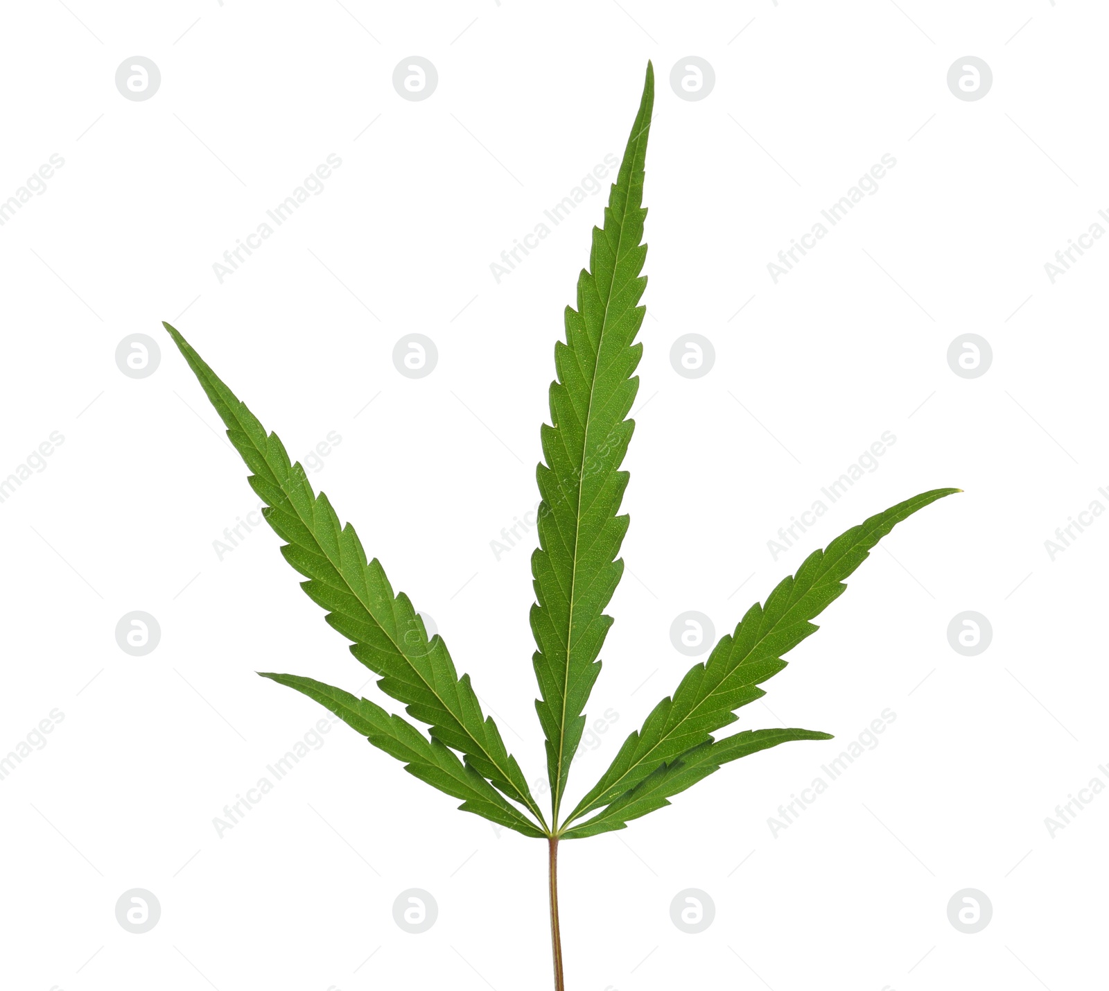 Photo of Fresh green hemp leaf on white background