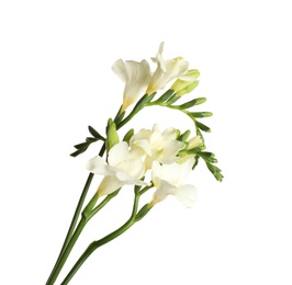 Photo of Beautiful blooming freesia flowers isolated on white