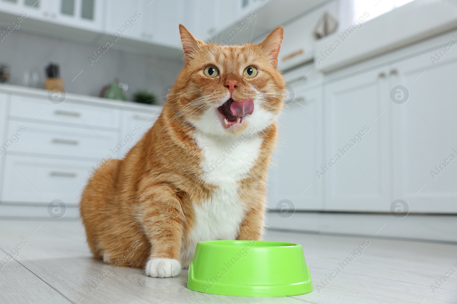 Photo of Cute ginger cat near feeding bowl in kitchen. Space for text