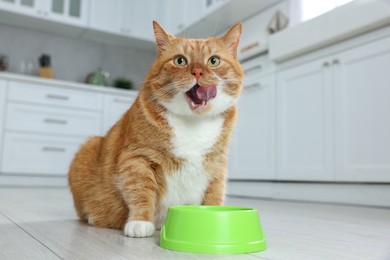 Cute ginger cat near feeding bowl in kitchen. Space for text