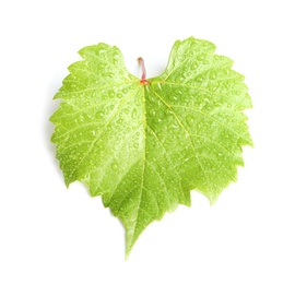 Photo of Fresh green grape leaf on white background