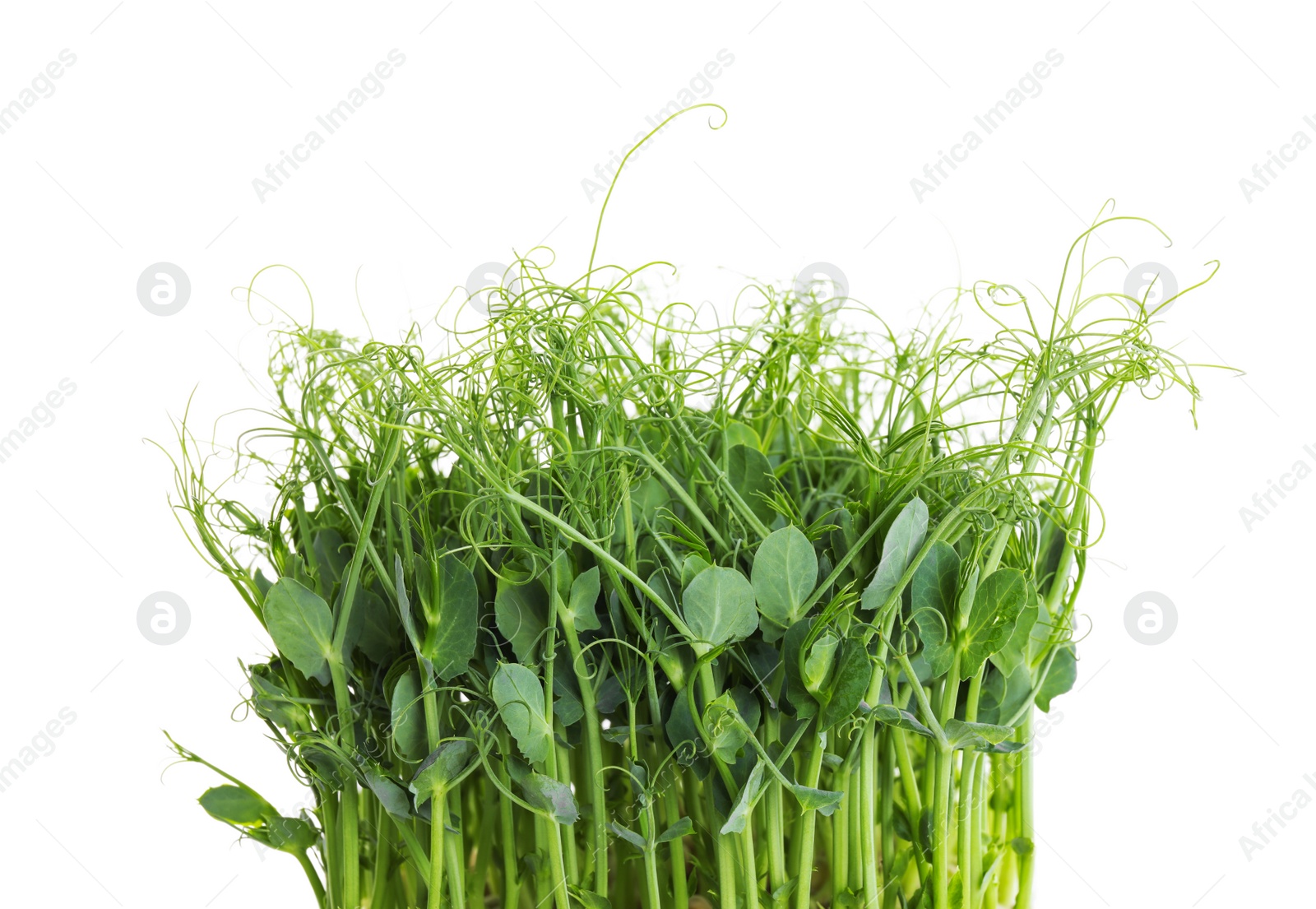 Photo of Fresh organic microgreen on white background, closeup