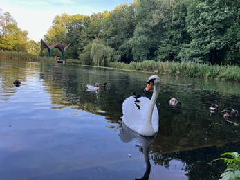 Beautiful white swan and many ducks swimming in lake outdoors